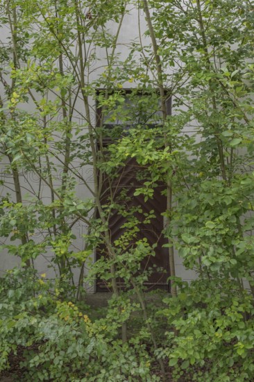 View of a door where the entrance area is overgrown, Wietzen, Nienburg, Lower Saxony, Germany