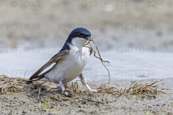 Common house martin, northern house martin (Delichon urbicum) collecting mud in beak from puddle for building nest in spring