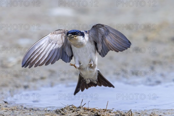 Common house martin, northern house martin (Delichon urbicum) taking off with mud in beak from puddle for building nest in spring