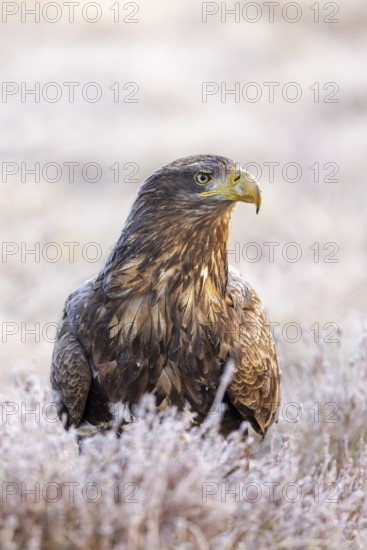 White-tailed eagle, Eurasian sea eagle (Haliaeetus albicilla) adult in moorland, heathland covered in frost on a freezing cold morning in winter