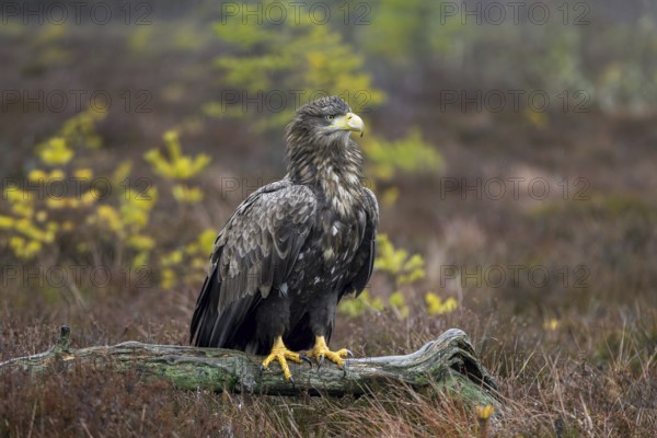 White-tailed eagle, Eurasian sea eagle (Haliaeetus albicilla) adult perched on fallen branch in moorland at forest edge in the rain in winter