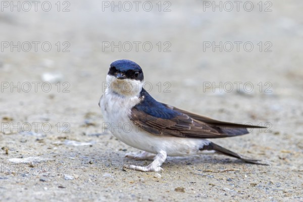 Common house martin, northern house martin (Delichon urbicum) collecting mud in beak for building nest in spring