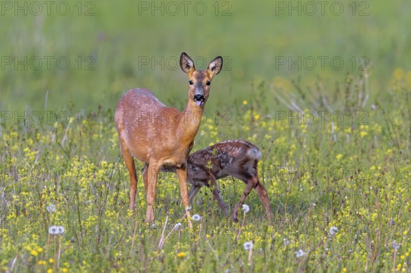 European roe deer (Capreolus capreolus) female, doe suckling single fawn in meadow, grassland with wildflowers in spring