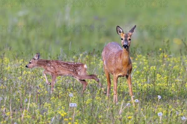 European roe deer (Capreolus capreolus) female, doe with single fawn foraging in meadow, grassland with wildflowers in spring