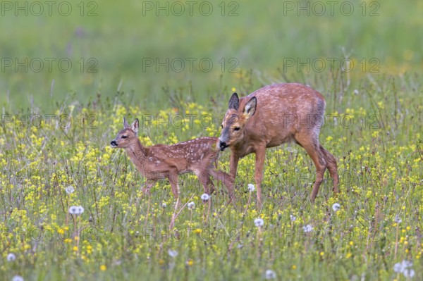 European roe deer (Capreolus capreolus) female, doe sniffing single fawn in meadow, grassland with wildflowers in spring