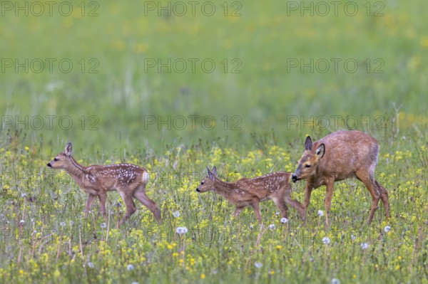European roe deer (Capreolus capreolus) female, doe sniffing two fawns in meadow, grassland with wildflowers in spring