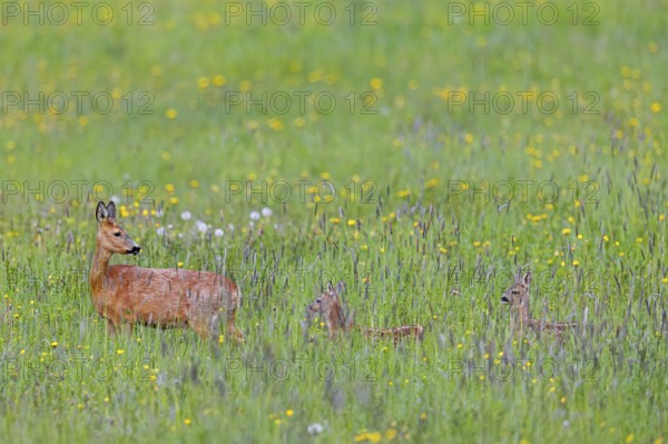 European roe deer (Capreolus capreolus) female, doe with two fawns foraging in meadow, grassland with wildflowers in spring
