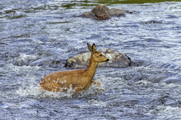 European roe deer (Capreolus capreolus) female, doe crossing fast-flowing water of stream, river in spring