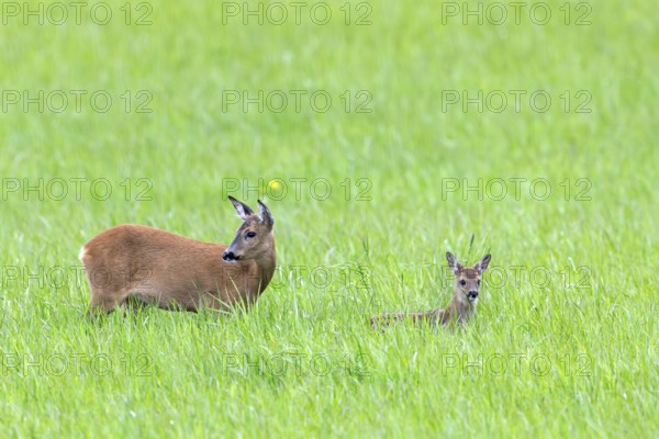 European roe deer (Capreolus capreolus) female, doe with single fawn foraging in meadow, grassland in spring