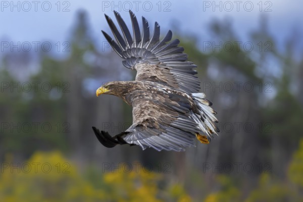 White-tailed eagle, Eurasian sea eagle, erne (Haliaeetus albicilla) juvenile in flight over moorland, heathland at edge of forest