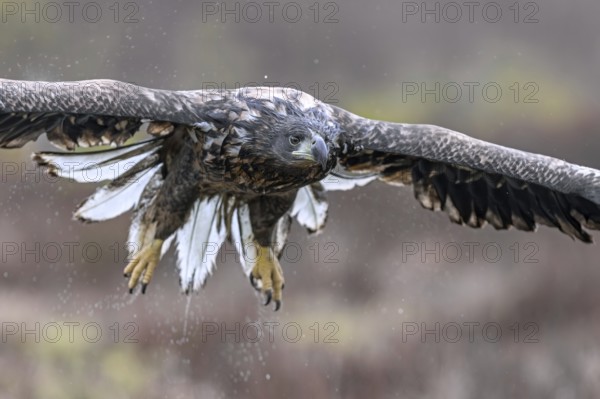 White-tailed eagle, Eurasian sea eagle, erne (Haliaeetus albicilla) soaking wet juvenile flying over moorland, heathland in the rain