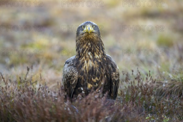 White-tailed eagle, Eurasian sea eagle, erne (Haliaeetus albicilla) adult sitting on the ground in moorland, heathland