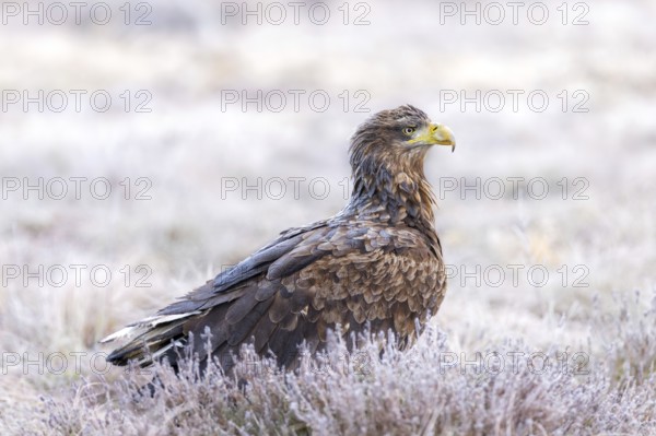White-tailed eagle, Eurasian sea eagle (Haliaeetus albicilla) adult in moorland, heathland covered in frost on a freezing cold morning in winter