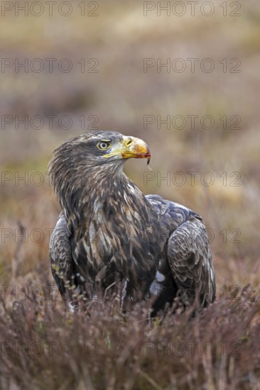 White-tailed eagle, Eurasian sea eagle (Haliaeetus albicilla) adult on the ground in moorland, heathland in winter