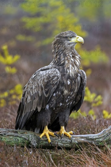 White-tailed eagle, Eurasian sea eagle (Haliaeetus albicilla) adult perched on fallen branch in moorland at forest edge in the rain in winter