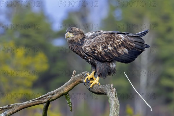 White-tailed eagle, Eurasian sea eagle (Haliaeetus albicilla) adult pooping from tree branch in moorland, heathland at forest edge in winter, Sweden