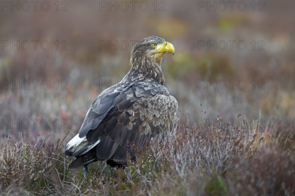 White-tailed eagle, Eurasian sea eagle (Haliaeetus albicilla) adult on the ground in moorland, heathland