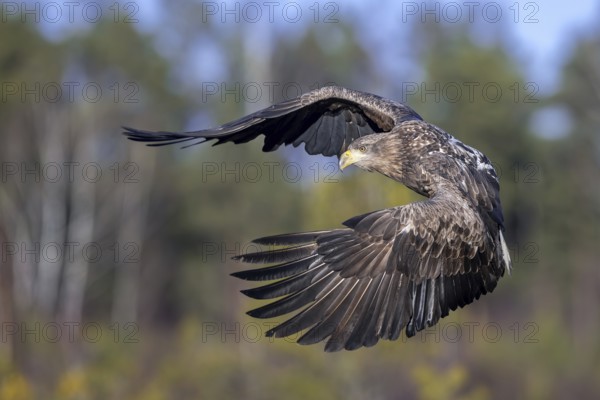 White-tailed eagle, Eurasian sea eagle (Haliaeetus albicilla) juvenile flying over moorland, heathland at forest edge in winter, Sweden