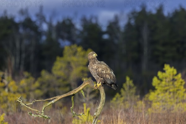 White-tailed eagle, Eurasian sea eagle (Haliaeetus albicilla) adult in evening light perched on branch in moorland at forest edge in winter, Sweden