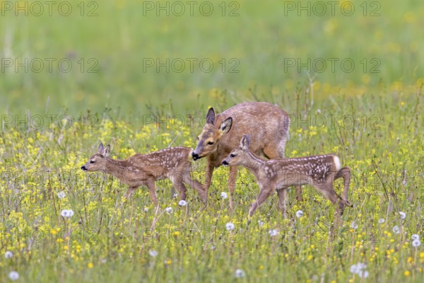 European roe deer (Capreolus capreolus) female, doe sniffing twin fawns in meadow, grassland with wildflowers in spring