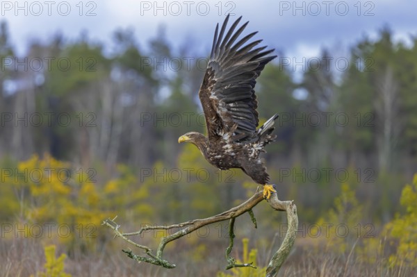 White-tailed eagle, Eurasian sea eagle (Haliaeetus albicilla) juvenile taking off from fallen branch in moorland, heathland at edge of forest