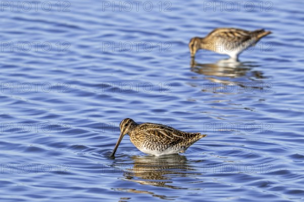 Two common snipes (Gallinago gallinago) foraging in shallow water by probing soft mud in pond in late summer