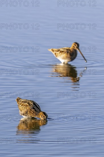 Two common snipes (Gallinago gallinago) foraging in shallow water by probing soft mud in pond in late summer