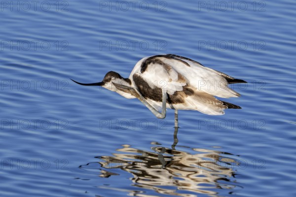 Pied avocet (Recurvirostra avosetta) scratching head with leg in shallow water of pond in evening light in late summer, early autumn