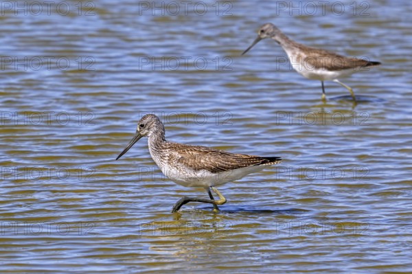 Two common greenshanks (Tringa nebularia) foraging in shallow water of pond in late summer, early autumn