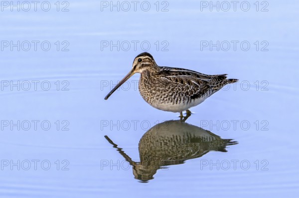 Common snipe (Gallinago gallinago) foraging in shallow water of pond in evening light in late summer