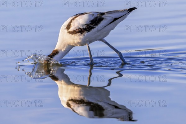 Pied avocet (Recurvirostra avosetta) foraging in shallow water of pond in evening light in late summer, early autumn