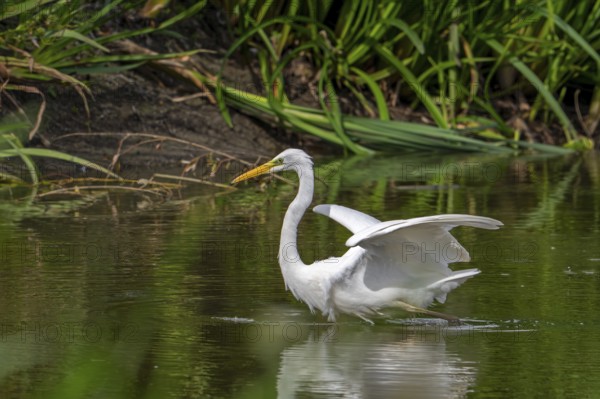 Great white egret, great egret (Ardea alba) non-breeding adult stretching wings pond in late summer (September)