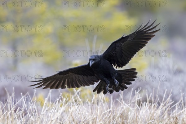 Common raven, northern raven (Corvus corax) landing in grassland covered in hoarfrost on a freezing cold day in winter