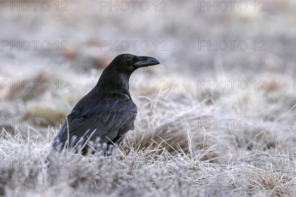 Common raven, northern raven (Corvus corax) foraging in grassland covered in hoarfrost on a freezing cold day in winter