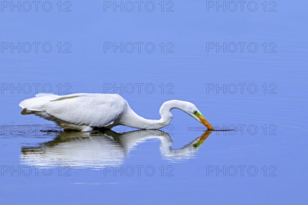 Great white egret, great egret (Ardea alba) non-breeding adult fishing in shallow water of pond in late summer (September)