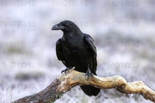 Common raven, northern raven (Corvus corax) perched on fallen branch in grassland covered in hoarfrost on a freezing cold day in winter