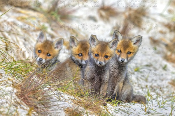 Young red foxes (Vulpes vulpes) four curious kits, juveniles looking towards camera near burrow, den in the sand dunes along the coast in spring