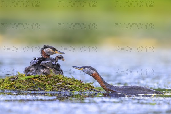 Red-necked grebe (Podiceps grisegena, Podiceps griseigena) male in breeding plumage feeding chick on female's back on nest in lake in summer