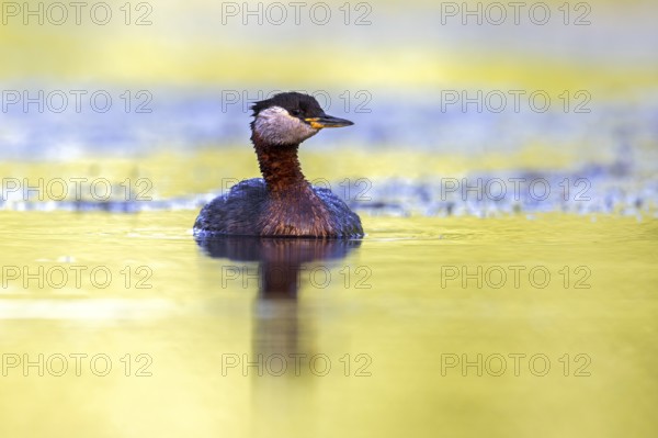 Red-necked grebe (Podiceps grisegena, Podiceps griseigena) adult in breeding plumage swimming in lake in summer