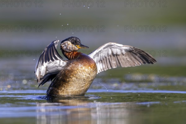 Red-necked grebe (Podiceps grisegena, Podiceps griseigena) adult in breeding plumage flapping wings after bathing in lake in summer