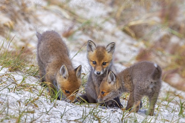 Young red foxes (Vulpes vulpes) three playful kits, juveniles playing near burrow, den in the sand dunes along the coast in spring