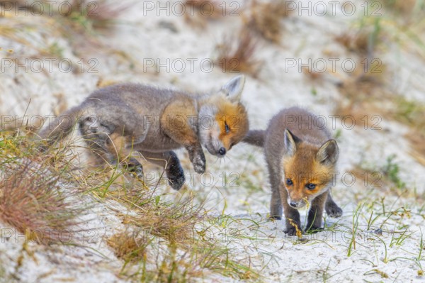Young red foxes (Vulpes vulpes) two playful kits, juveniles playing near burrow, den in the sand dunes along the coast in spring
