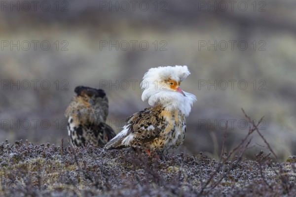 Two ruffs (Calidris pugnax), satellite with white neck ruff and territorial male in breeding plumage displaying at lek in spring, Scandinavia