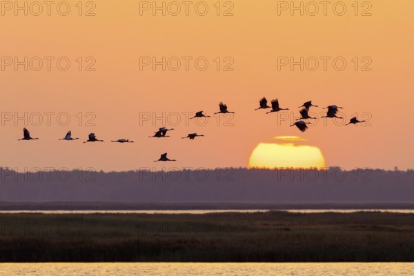 Migrating flock of common cranes, Eurasian cranes (Grus grus) in flight silhouetted against orange sunrise sky during migration in autumn, fall