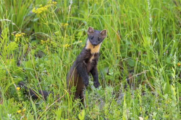 European pine marten (Martes martes) standing upright while hunting in meadow in summer