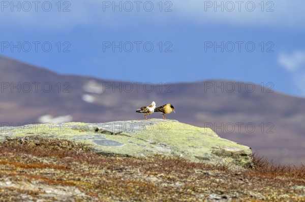 Two ruffs (Calidris pugnax), satellite with white neck ruff and territorial male in breeding plumage resting on rock at lek in spring, Scandinavia