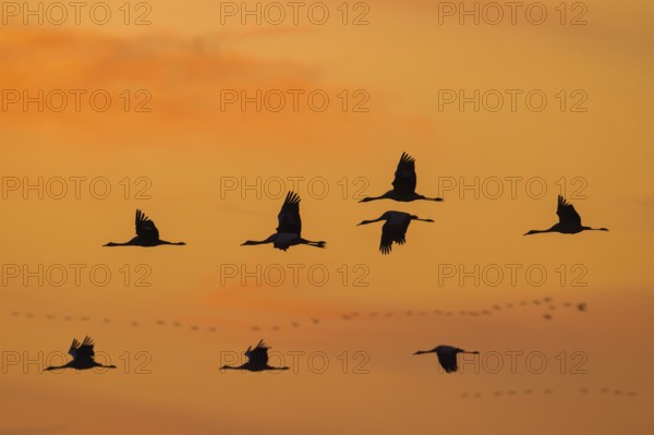 Migrating flock of common cranes, Eurasian cranes (Grus grus) in flight silhouetted against orange sunset sky during migration in autumn, fall