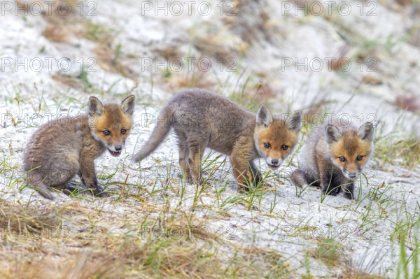 Young red foxes (Vulpes vulpes) three curious kits, juveniles looking towards camera near burrow, den in the sand dunes along the coast in spring