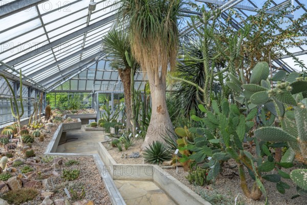 Cacti and other succulents in the succulent greenhouse at the University Botanical Garden in the city Ghent, East Flanders, Belgium