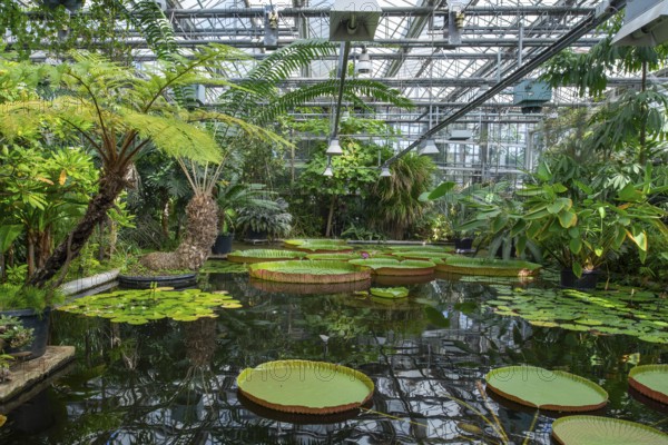 Floating leaves of giant waterlilies in the tropical Victoria greenhouse at the University Botanical Garden in the city Ghent, East Flanders, Belgium